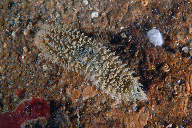 Flabelligera affinis